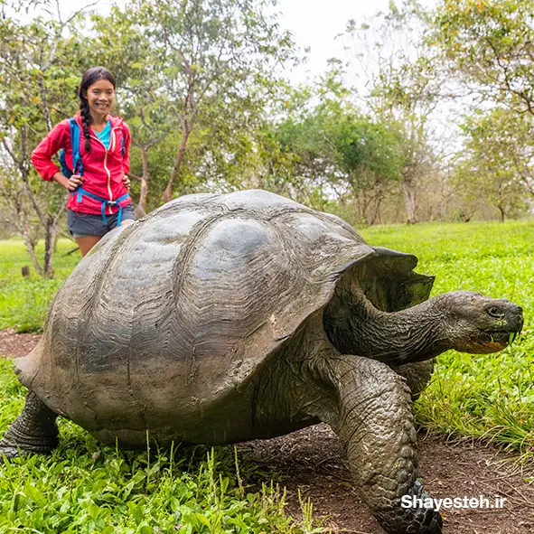 The history of the tortoise